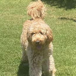 Grace - Goldendoodle