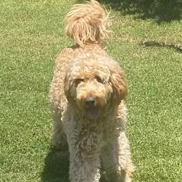 Grace - Goldendoodle