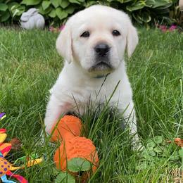 Labrador Retrievers from Red Barn Farm Labradors - Made in Vermont