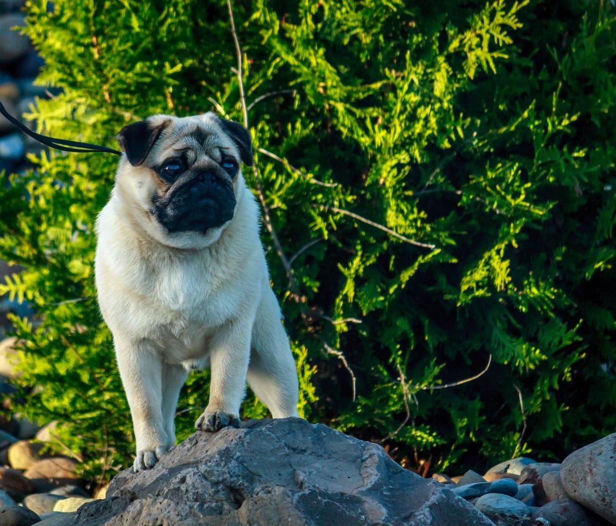 Fawn Pug poses on a rock