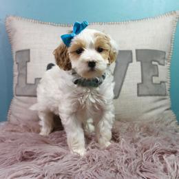 Festive - Parti female Goldendoodle puppy in Pendleton, Oregon from Blushing Doodles