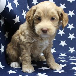 Blue collar Yankee - Caramel male Australian Labradoodle puppy in Provo, Utah from EllsWORTH Labradoodles LLC