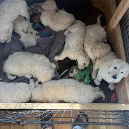 Golden Retriever Puppies from Evergreen Snow Doodles
