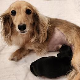 Dachshund puppies from Queen City Dachshunds