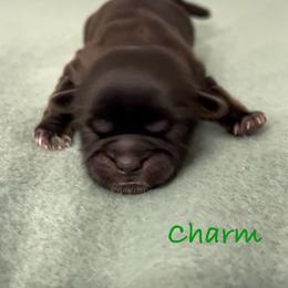 Charm - Chocolate female Shih Tzu puppy in Vernon, New Jersey from Calta’s Cute Shih Tzu