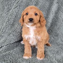 Jasmine - Red female Cavapoo puppy in Floyd, Virginia from Hearts and Paws Poodles and Doodles