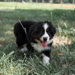 Dora ASDR - Black tri female Miniature Australian Shepherd puppy in Polk City, Florida from Skaky Shepherds