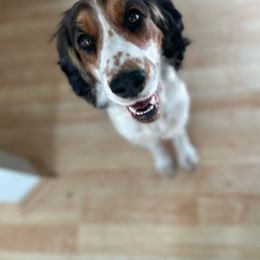Maple - English Springer Spaniel