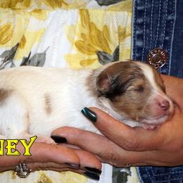 Quiney - CHW Sable Merle Girl - White and sable merle female Shetland Sheepdog puppy in Frazeysburg, Ohio from Mountain High Kennels