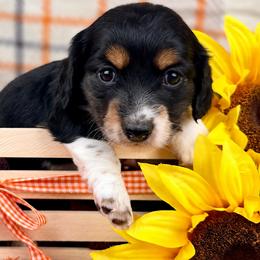 Buttercup 2800 - Piebald female Dachshund puppy in Hendersonville, North Carolina from Snarky Doxy Miniature Dachshunds