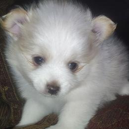 Versace - Cream male Pomeranian puppy in Illinois from Maribel Poms
