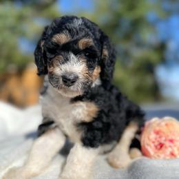 Juliet - Tri-color female Bernedoodle puppy in Osage City, Kansas from Golden Ridge Goldens