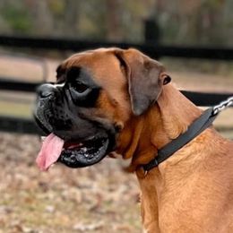 Oke - Boxer