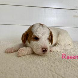 Raven - Parti female Goldendoodle puppy in Stanford, Kentucky from Holloway Goldendoodles