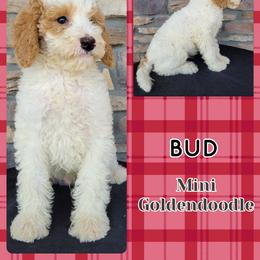 Goldendoodle Puppies from Rose's Doodles