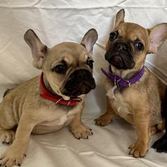 French Bulldogs from Arizona Quality Bullies
