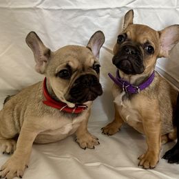 French Bulldogs from Arizona Quality Bullies