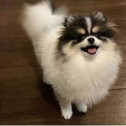 Trixie - Tri-colored female Pomeranian puppy in El Paso, Texas from Texas quality pomeranians