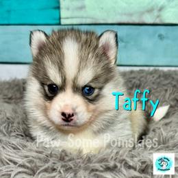 Taffy - Silver female Pomsky puppy in Krum, Texas from Paw-Some Pomskies