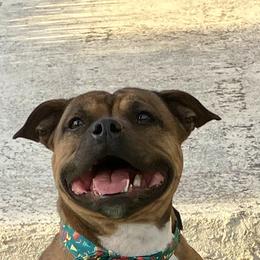 June - Staffordshire Bull Terrier