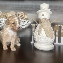 Cove - Cream male Poodle puppy in Quitman, Mississippi from P&D Palace