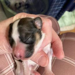 Girl 1 - White and sable female Papillon puppy in Frostproof, Florida from Sequence Papillon