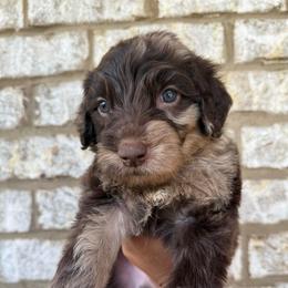 Dark Blue Collar Boy - Merle male Goldendoodle puppy in Lithia Springs, Georgia from Opulent Goldendoodles