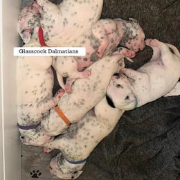 Dalmatian Puppies from Glasscock Dalmatians