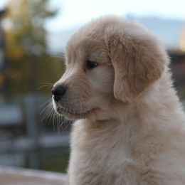 Golden Retriever Puppies from DoubleTake Goldens