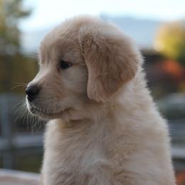 Golden Retriever Puppies from DoubleTake Goldens
