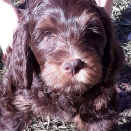 Assorted Doodle Crosses Puppies from Doodles Domain