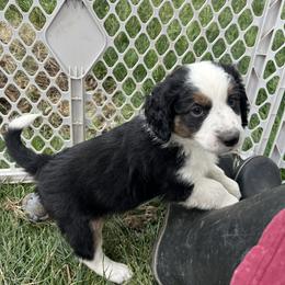 Golden Aussiedoodle and Goldendoodle Puppies from Wild Rose Tiny Poodles & Doodles