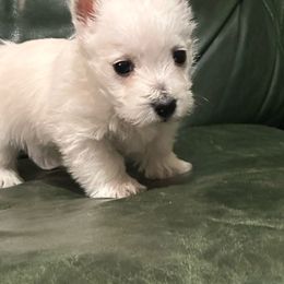 Boy 3 - White West Highland White Terrier puppy in Ridgeway, Virginia from Rivers Bend Westies