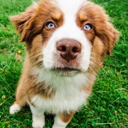 Roo - Australian Shepherd