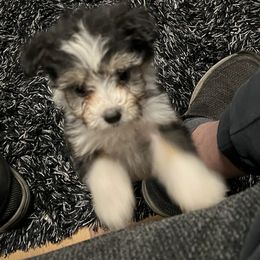 Aussiedoodle Puppies from Hearth&Hound Doodles
