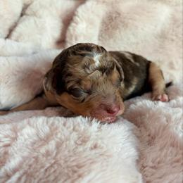 Charles - Brown merle male Aussiedoodle puppy in Allen, Texas from Calena’s Doodles