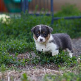 Girl 3 - Blue female Pembroke Welsh Corgi puppy in Ocala, Florida from Dolan Farms Corgis