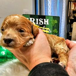 Luigi - Red  male Goldendoodle puppy in Forest, Ohio from Mini Doodle Buddies