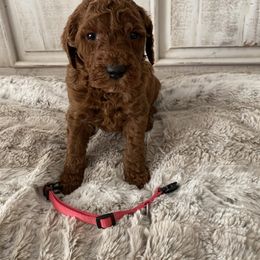 Goldendoodle Puppies from Jozlyn’s Pups
