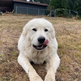 Freya - Great Pyrenees