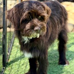 Dark chocolate - Chocolate male Australian Labradoodle puppy in Anderson, California from Shaggy Doodles