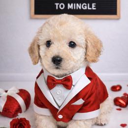 Marshmallow - Gold male Shihpoo puppy in Hertford, North Carolina from Heaven Sent Shihpoo's