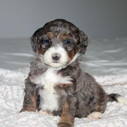 Scout - Blue merle male Bernedoodle puppy in Apple Creek, Ohio from Kathryn Troyer