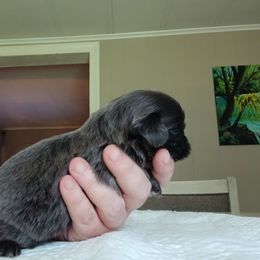 Bluey - Blue male Shih Tzu puppy in Virginia from Kbsshihtzus