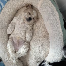 Cockapoo and Labrador Retriever Puppies from Kinkade Kennels