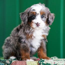 Ace - Merle male Bernedoodle puppy in Dundee, Ohio from Down Home Doodle