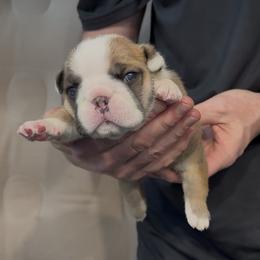 Boy 1 - Fawn brindle and white male Bulldog puppy in Fort Wayne, Indiana from Odyssey English Bulldogs