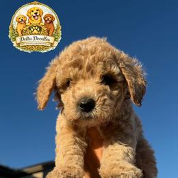 Green - Parti male Goldendoodle puppy in Sanger, California from Delta Doodless
