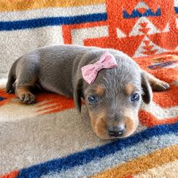 Piper - Gray (blue) and tan female Dachshund puppy in Okeechobee, Florida from HotShot Kennels
