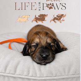 Phoenix (Orange) - Cream female Dachshund puppy in Palm Bay, Florida from Life With Mini Paws